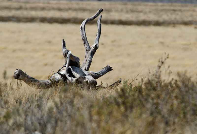 82 - Namibia - parque nacional de Etosha - paisaje